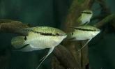 Acara Boari