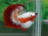 Betta Macho