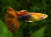guppy casal