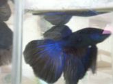 Betta Macho