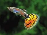 guppy casal