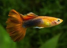 guppy casal