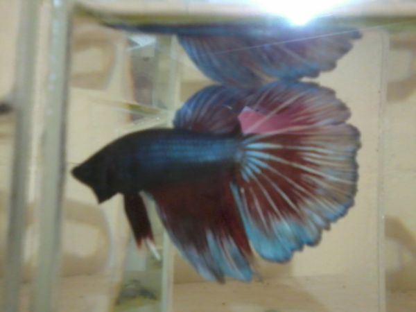 Betta Macho