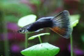 guppy casal