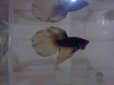 Betta Macho Amarelo