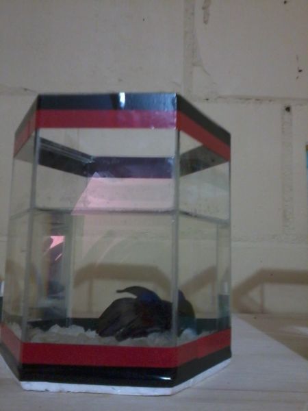 Beteira Flamengo