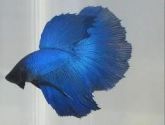 Betta Macho