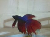 Betta Macho