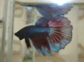 Betta Macho