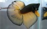Betta Macho