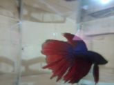 Betta Macho