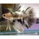 Betta Macho
