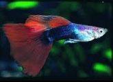 guppy casal