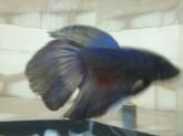 Betta Macho