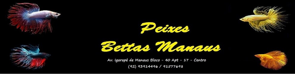 Loja de peixesbettasmanaus