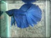 BETTA MACHO SUPER DELTA